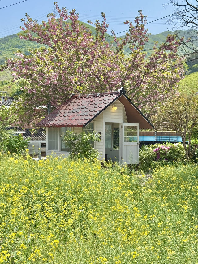 겹벚꽃피는 봄에 꼭 가야하는 김해의 브런치카페