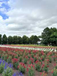 Summer in Farm Tomita, Furano ☀️🪻🌷💐🍈