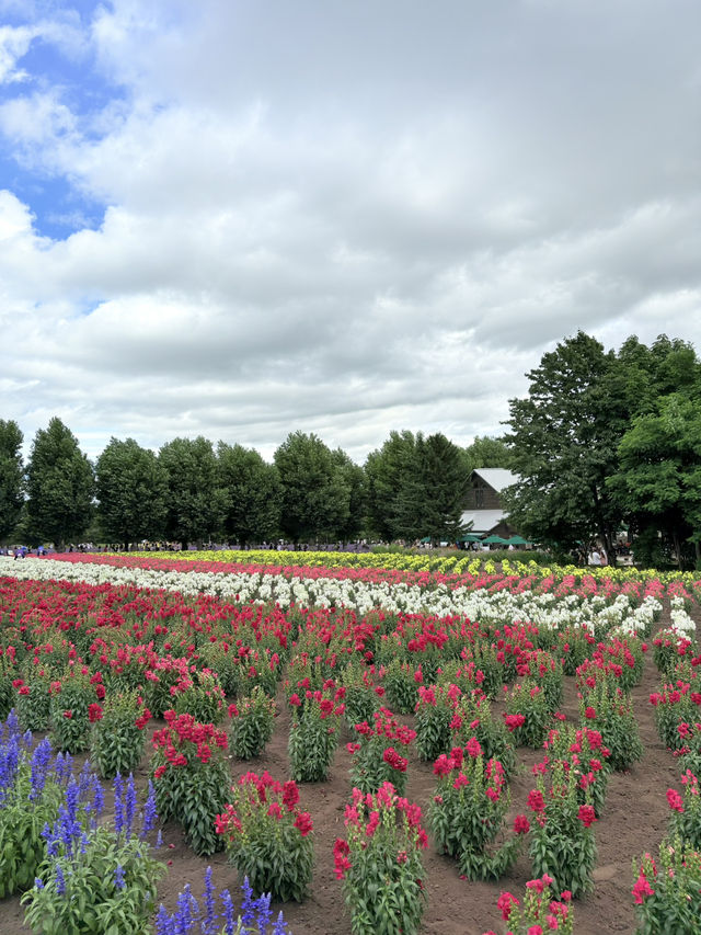 Summer in Farm Tomita, Furano ☀️🪻🌷💐🍈