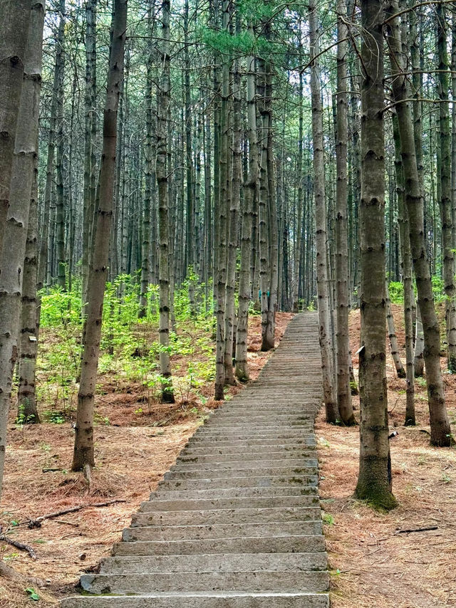 Shimenshan Forest Park