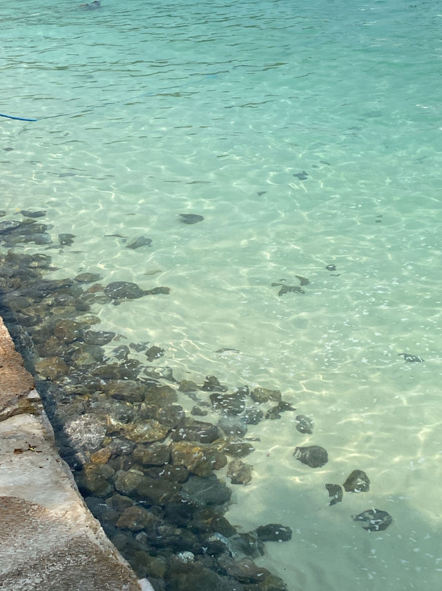 🌴🌊 อ่าวมาหยา…เมื่อความฝันเคยเป็นฉากในหนัง