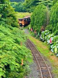 🇰🇷🚂💨 濟州島必去景點🌳森林小火車