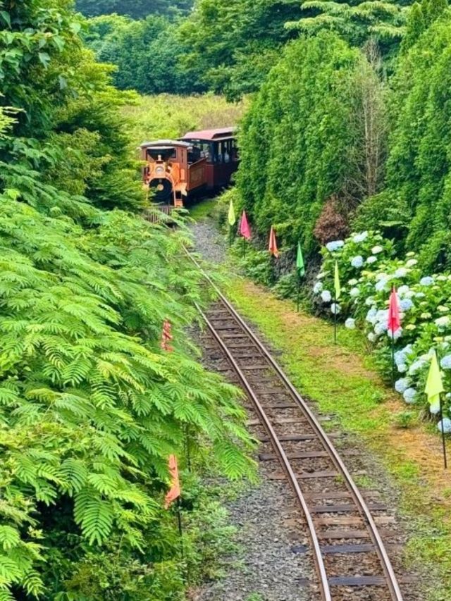 🇰🇷🚂💨 濟州島必去景點🌳森林小火車
