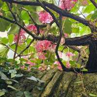 Hong Kong Park – Free aviary, fountain garden, and conservatory.