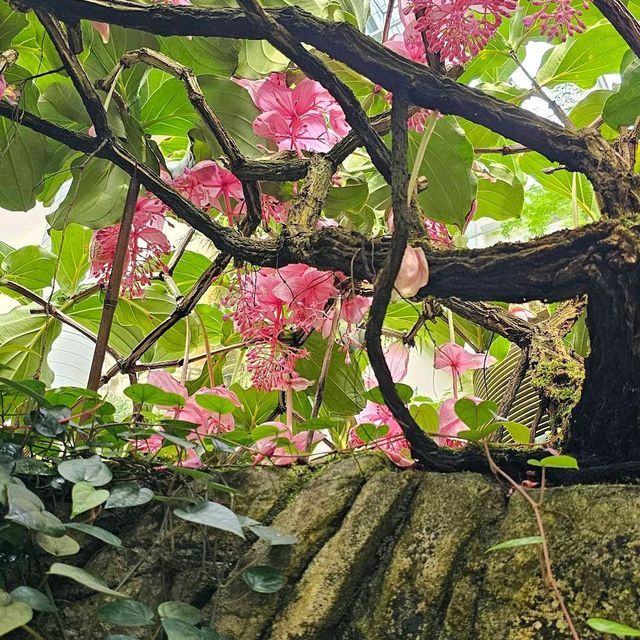 Hong Kong Park – Free aviary, fountain garden, and conservatory.