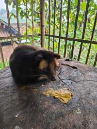 ☕ From Civet to Cup: The Luwak Coffee Journey Unfolds