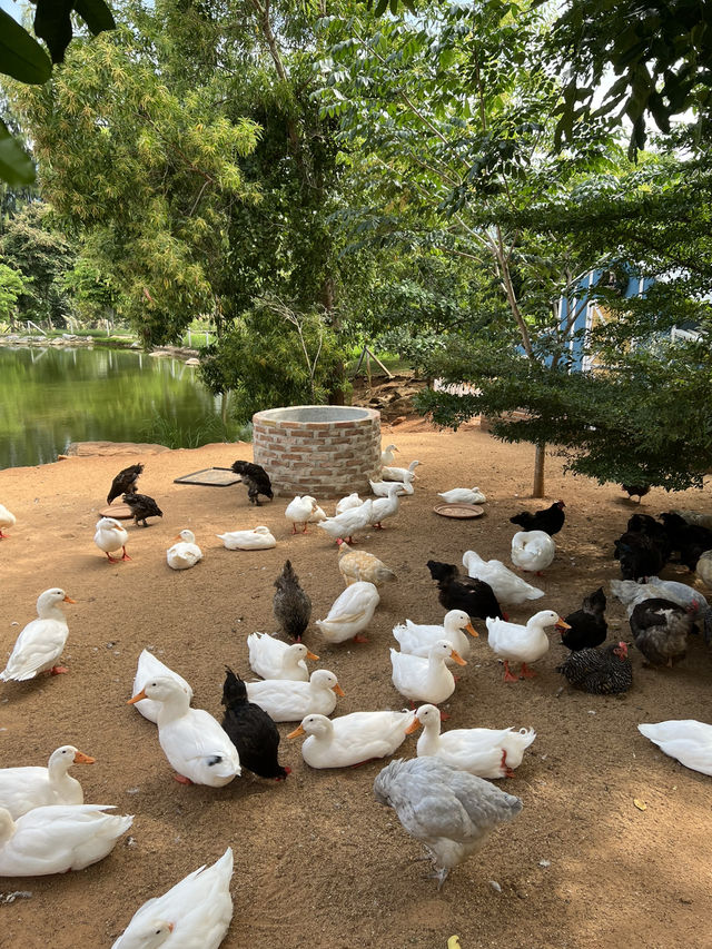 Bucolic, a lovely place in Khao Yai 🇹🇭