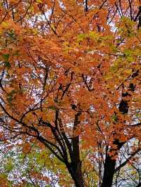 Autumn Splendor in Olympic Forest Park