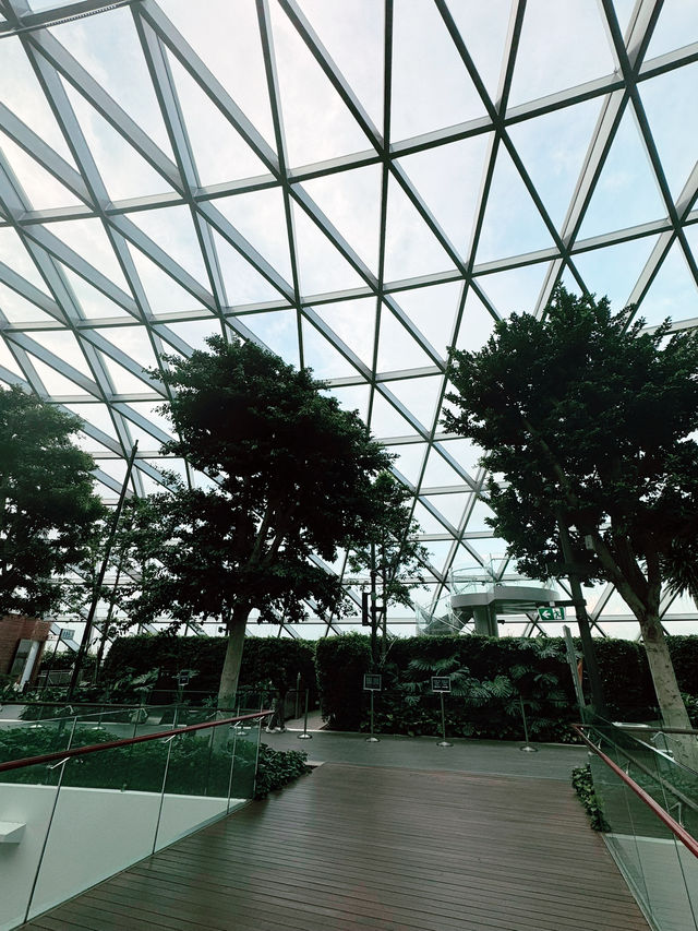 ✨A Layover That Felt Like a Vacation – My Amazing Experience at Changi Airport ✨