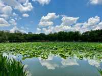“Lotus Jewel of Kunming: Cuihu’s Summer Serenity”