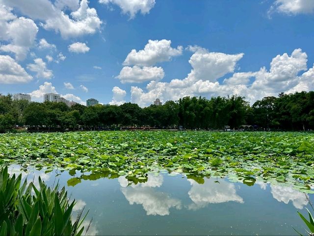 “Lotus Jewel of Kunming: Cuihu’s Summer Serenity”