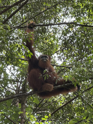 Aku akan menjadi paman monyet!