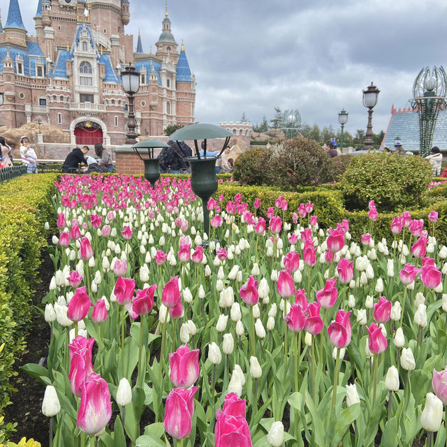 🎠🌈  Shanghai Disneyland  🏰  