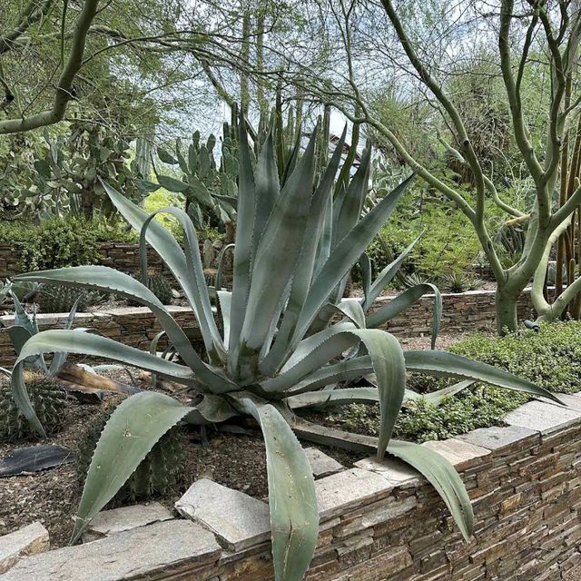 Desert Botanical Garden (AZ)