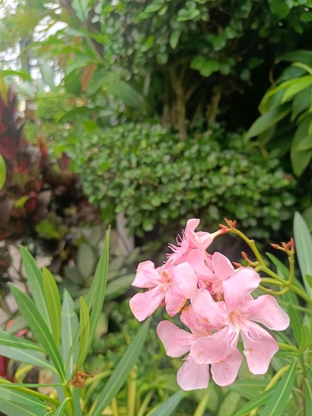 the Secret Garden, Upper Roof @ One Utama, Petaling jaya