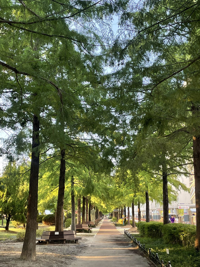 🪷 대전과 천안에서 만나는 자연과 감성 여행 🥨