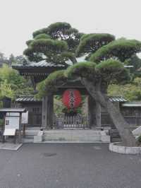 Kamakura ญีปุ่น 🇯🇵