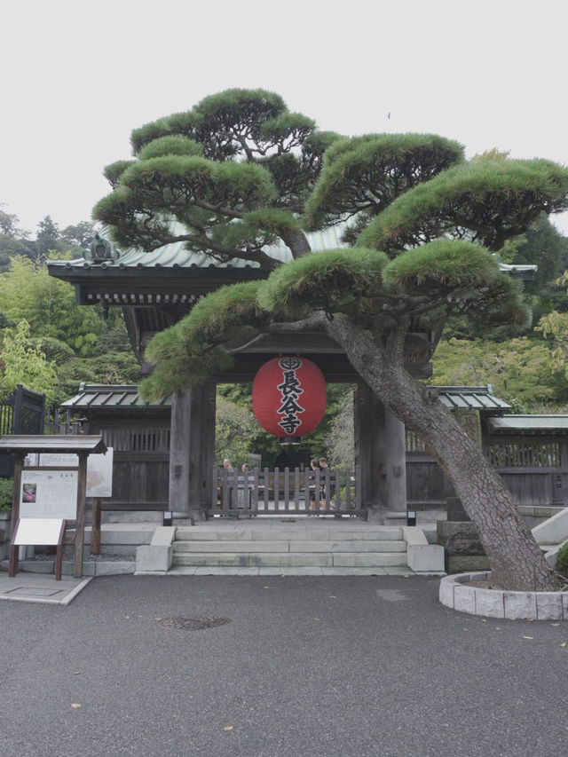 Kamakura ญีปุ่น 🇯🇵