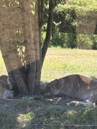 🇯🇵 Shirahama Adventure World Zoo Day🦒