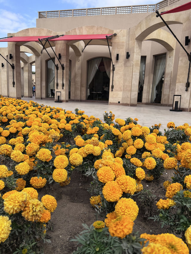 [埃及旅遊］Marriott Mena House, Cairo📜見證開羅宣言歷史的一刻