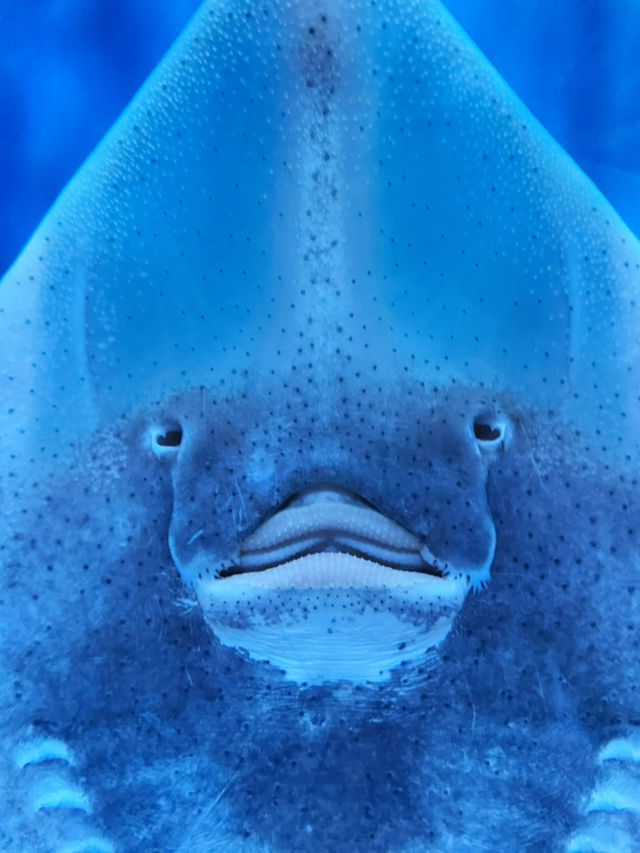 🐧【登別尼克斯海洋公園】親子必去!企鵝巡遊+沙丁魚風暴+童話城堡水族館 🐧【登別尼克斯海洋公園】親子必去!企鵝巡遊+沙丁魚風暴+童話城堡水族館