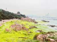 🌊 Qingdao's Emerald Invasion: When the Sea Turns into a Velvet Green Wonderland! 🌿