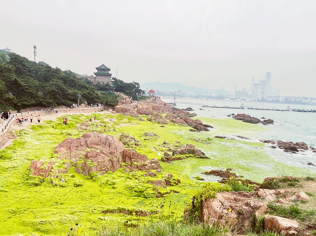 🌊 Qingdao's Emerald Invasion: When the Sea Turns into a Velvet Green Wonderland! 🌿