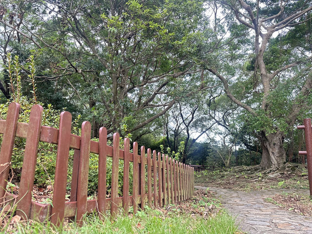 🏞️ 太古後花園： 柏架山道自然徑的綠色旅程