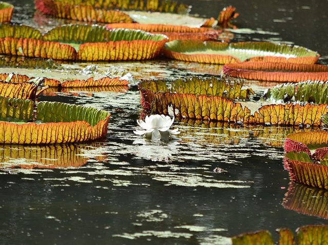 Sir Seewoosagur Ramgoolam Botanical Garden