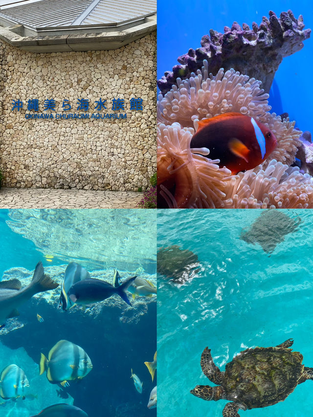 【沖縄旅行】世界的に有名な美海水族館🐡一度は行くべき! 【沖縄旅行】世界的に有名な美海水族館🐡一度は行くべき!