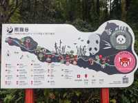 Panda Valley (Good Alternative to Chengdu Research Base of Giant Panda Breeding)