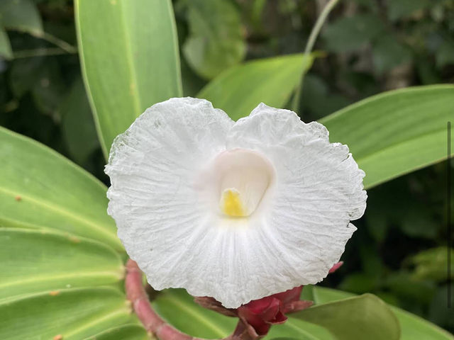 Preah Monivong Bokor National Park ឧទ្យានជាតិព្រះមុនីវង្ស បូ