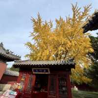 🏔️ Tai’an — The City Guarding the Sacred Mount Tai