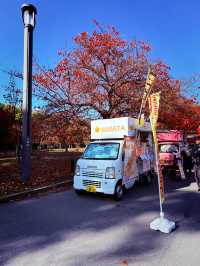 Osaka Leaf Bliss🍁  
