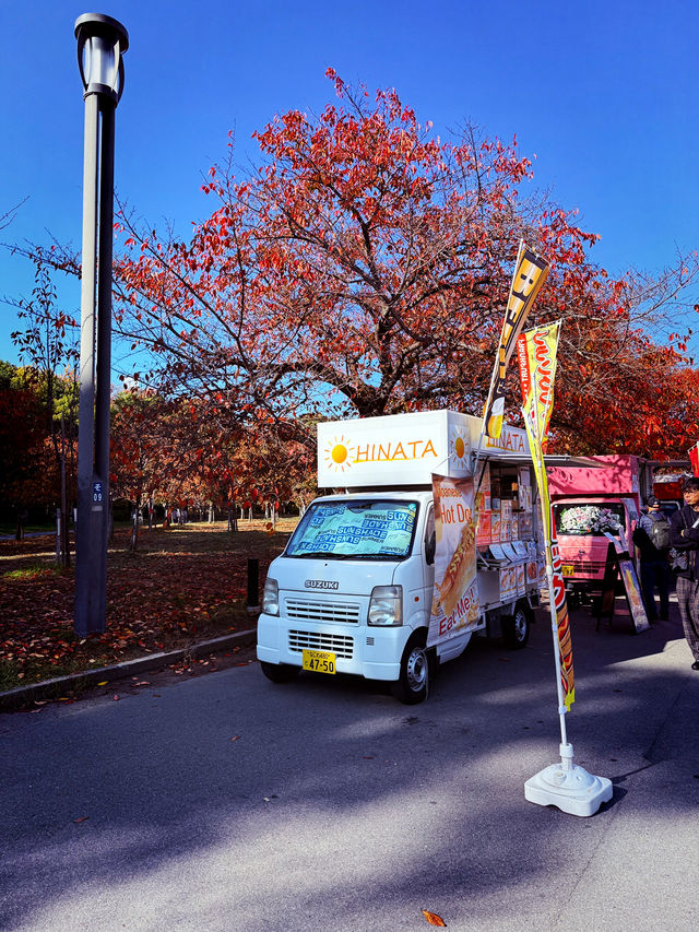 Osaka Leaf Bliss🍁  