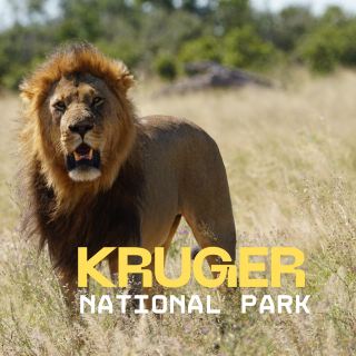 สู่ธรรมชาติที่อุทยานแห่งชาติครูเกอร์