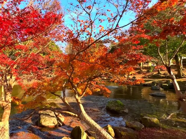 奈良小眾絕景🍁秋日鷺池的油畫感太絕了! 奈良小眾絕景🍁秋日鷺池的油畫感太絕了!
