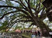 雲水謠的日與夜