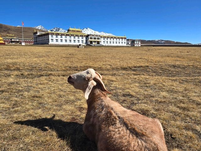 วัดมู่ยา (Muya Temple หรือ วัดมูหย่าต้าซื่อ 木雅大寺)