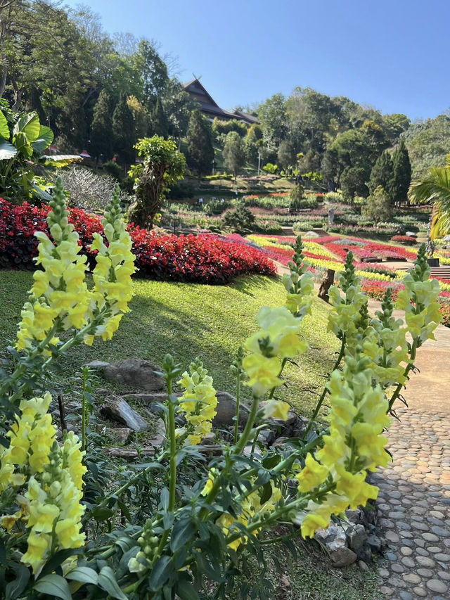 ดอยตุง จ.เชียงราย ดอยตุง จ.เชียงราย