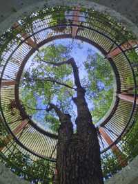 隱藏在市區裏的綠野仙蹤💕深圳(燕晗山郊野公園)治癒祕境