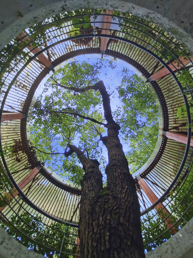 隱藏在市區裏的綠野仙蹤💕深圳(燕晗山郊野公園)治癒祕境 隱藏在市區裏的綠野仙蹤💕深圳(燕晗山郊野公園)治癒祕境