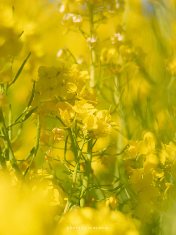 菜の花 地元の人しか知られていない穴場菜の花畑【三重】 | Trip.com 津