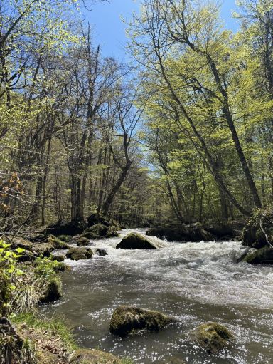 春の奥入瀬：水音と新緑の狭間で。 | Trip.com 十和田