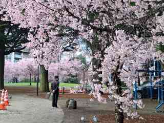 2026年 錦町公園お花見おすすめ| Trip Moments