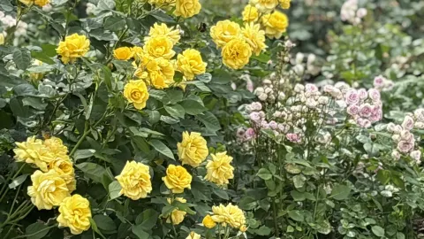 A free, open-air spot where you can enjoy a field of blooming roses and airplanes overhead. — traveler post in Itami