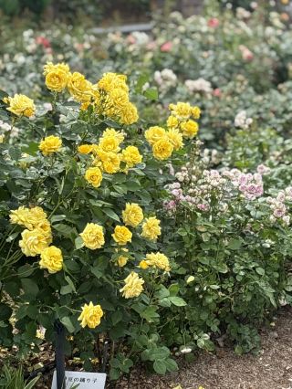 A free, open-air spot where you can enjoy a field of blooming roses and airplanes overhead.