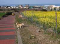 Udo, Jeju: Korea’s Coral Island