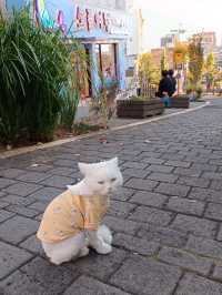 ชิคๆชิลล์ๆสตรีทอาร์ตสุดคูลใจกลางเมืองซอกวีโพ@ Lee Jung Seop Sreet,Jeju Island