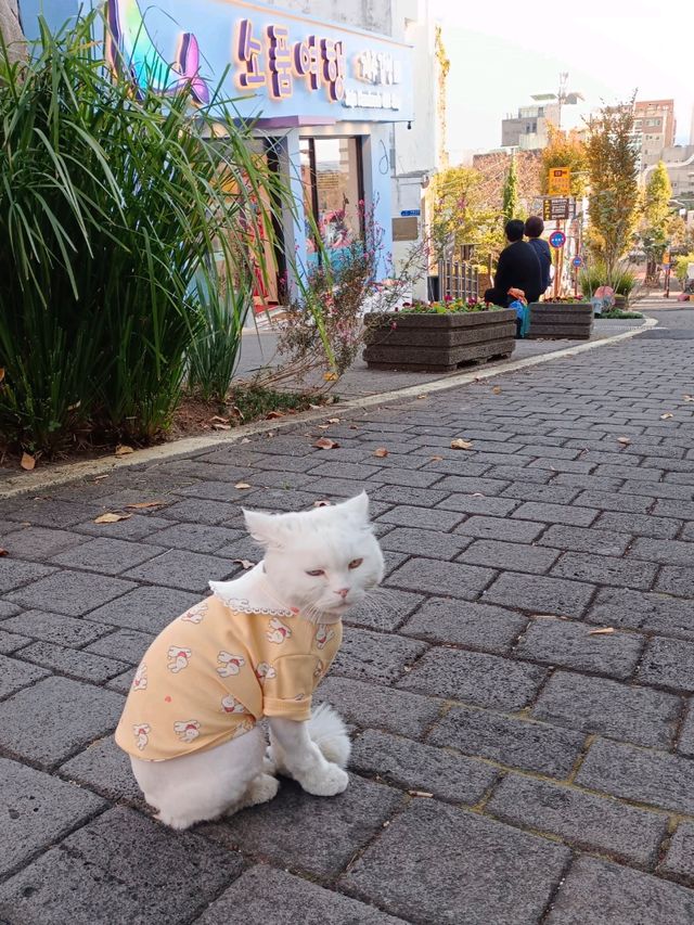 ชิคๆชิลล์ๆสตรีทอาร์ตสุดคูลใจกลางเมืองซอกวีโพ@ Lee Jung Seop Sreet,Jeju Island